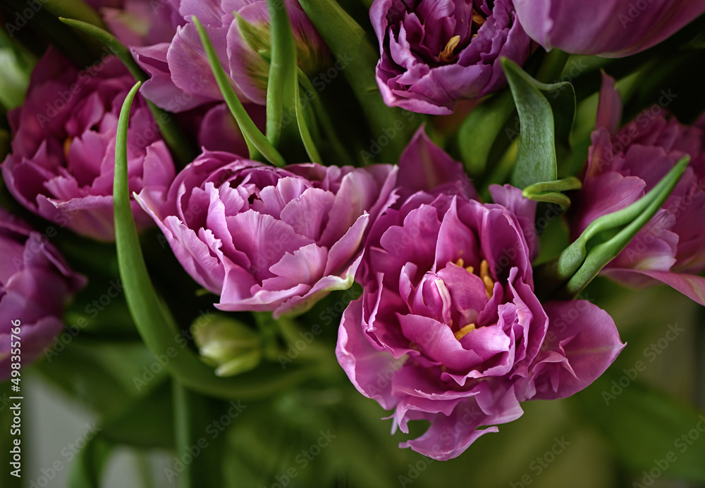 Obraz premium Lots of blooming tulips.