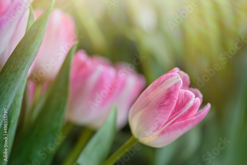 Fototapeta Naklejka Na Ścianę i Meble -  Lots of blooming tulips.
