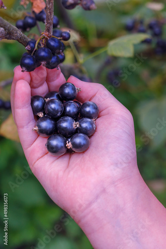 Hand of a young woman picking ripe blackcurrants on a sunny summer day