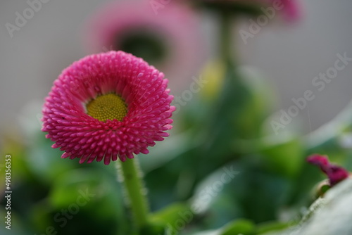 Potted plant in spring  pink and yellow