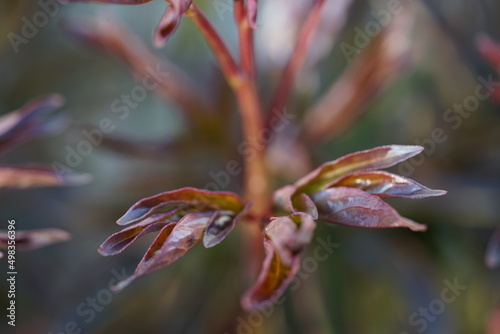 elongated red leaves