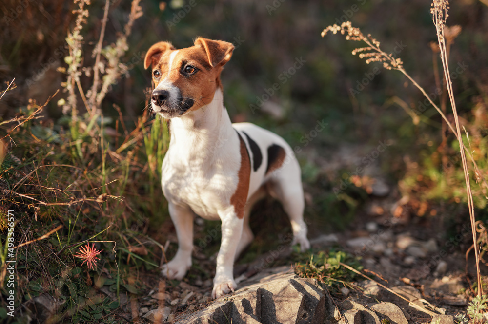 Small Jack Russell terrier dog walking on forest road, sun shines on her - shallow depth of field photo
