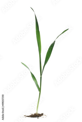 Green young wheat isolated on white  © dule964
