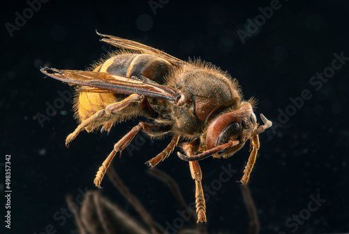 Extreme sharp and detailed study of wasp