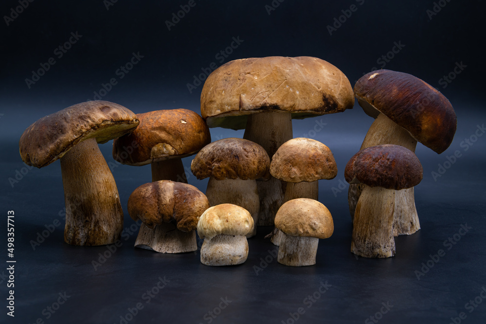 White mushroom porcini Boletus edulis isolated on dark blue background close up healthy food photo White mushroom porcini Boletus edulis isolated on dark blue background close up healthy food photo