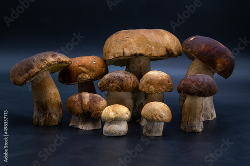 White mushroom porcini Boletus edulis  isolated on dark blue background close up healthy food photo
