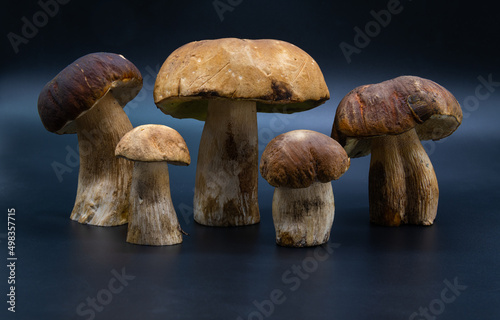 White mushroom porcini Boletus edulis isolated on dark blue background close up healthy food photo