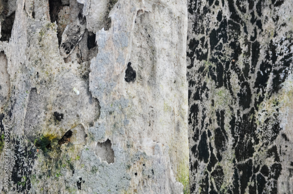 surface of the wooden planks is weathered, damp and porous and eaten by termites surface of the wooden planks is weathered, damp and porous and eaten by termites