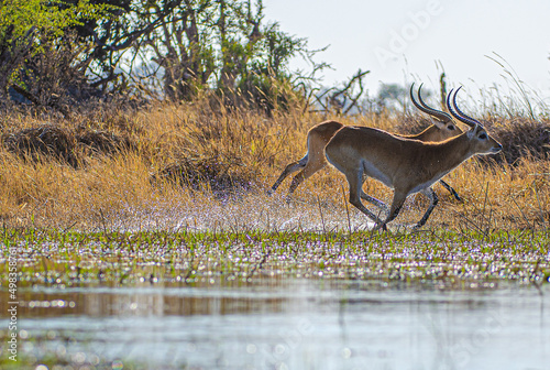 Photography Red Lechwe Running and Splashing in River