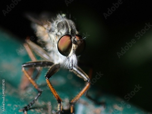 robber fly, seemingly Machimus atricapillus photo