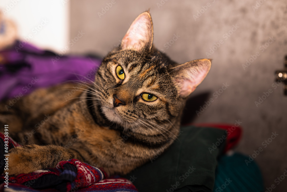 A gray tabby cat chill in a wardrobe on piles of clothes. Small depth of field.