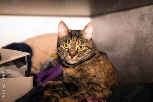 A gray tabby cat chill in a wardrobe on piles of clothes. Small depth of field. © Jūlija