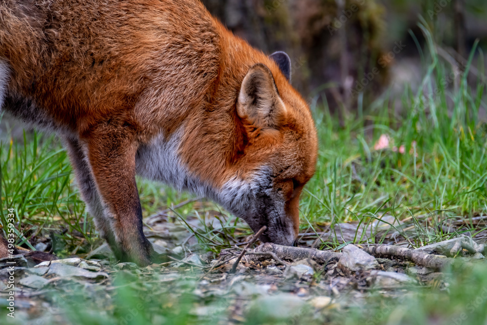 A magnificent wild Red Fox , Vulpes vulpes, in the spring forest A magnificent wild Red Fox , Vulpes vulpes, in the spring forest