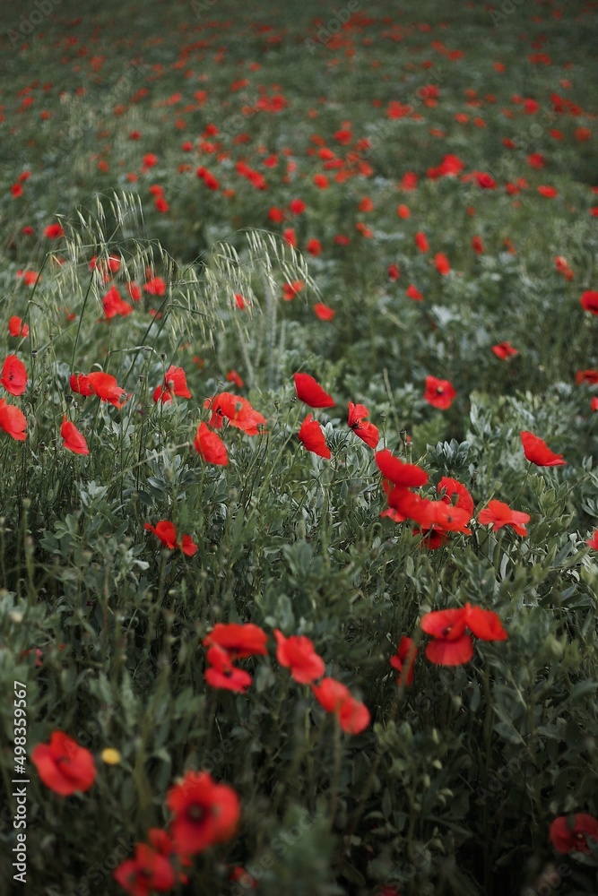 Poppy flowers on nature background meadow . Blooming poppies.