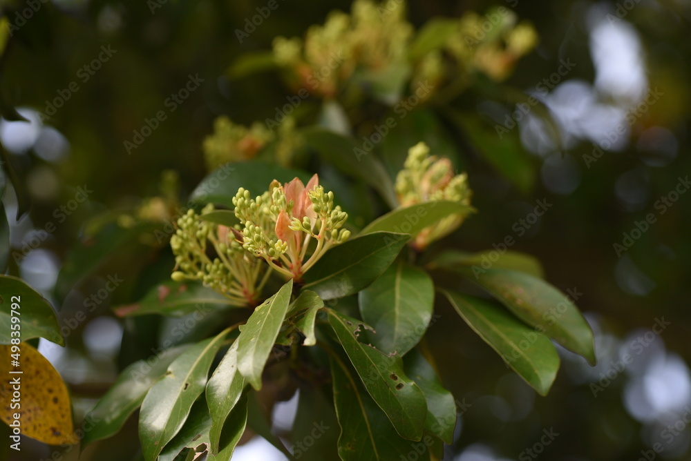 Machilus thunbergii (Tabunoki tree) Flower buds. Lauraceae evergreen tree. Around April, the panicles bloom yellow-green flowers. Machilus thunbergii (Tabunoki tree) Flower buds. Lauraceae evergreen tree. Around April, the panicles bloom yellow-green flowers.