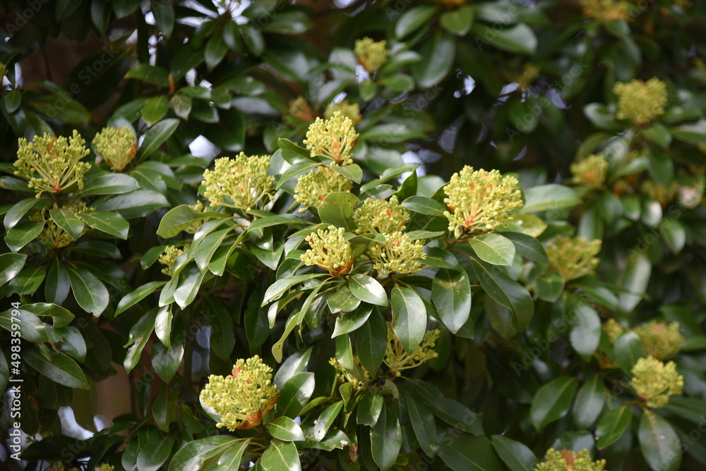 Fotka „Machilus thunbergii (Tabunoki tree) Flower buds. Lauraceae ...