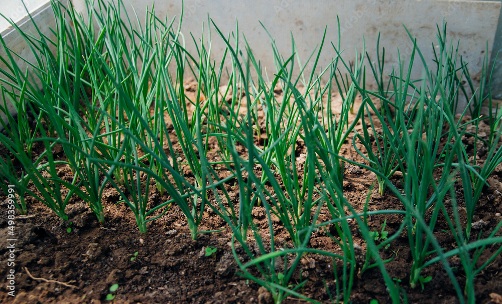Fototapeta premium Green onion feathers grow in the garden. Spring gardening season. Agricultural industry. Fresh herbs and vegetables.