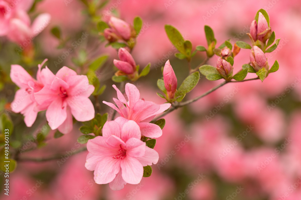 Azalea Bush Branch With Pink Flower Blooms