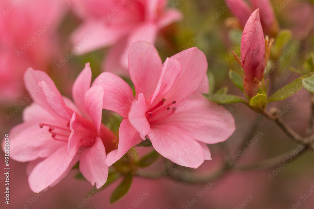 Obraz premium Azalea Blooms On Bush In Spring Garden
