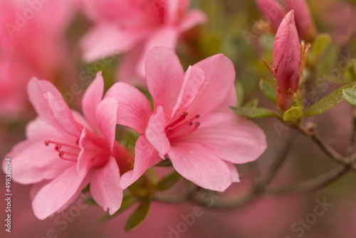 Azalea Blooms On Bush In Spring Garden