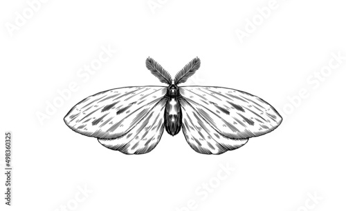 Butterfly hawk moth or Death. Bohemian sketch. Vintage engraving Mystical element in boho style. Doodle outline. Esoteric occult Hand drawing. Vector illustration.