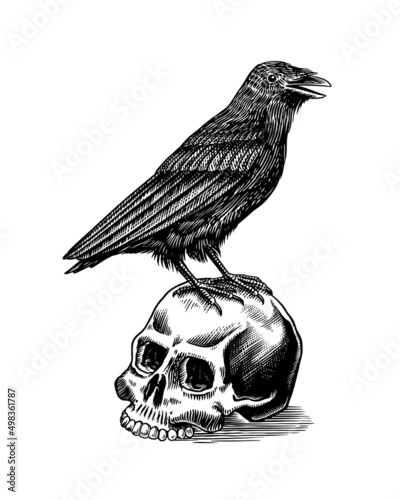 Magic Crow sits on a skull. Raven sketch. Vintage engraving Mystical element in boho style. Doodle outline. Esoteric occult Hand drawing. Vector illustration.