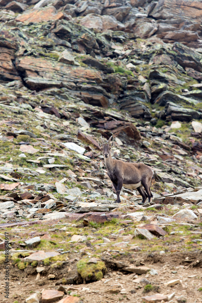 Naklejka premium View of steinbock in Monte Rosa