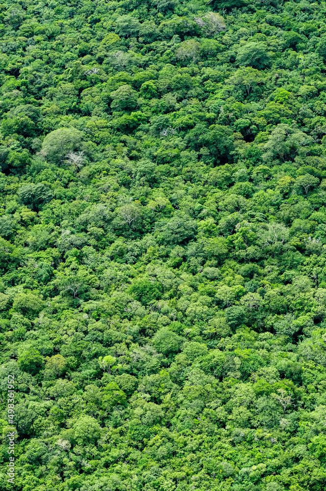 Brazilian rainforest. Aerial view forming a texture with the trees of the Atlantic Forest, João Pessoa, Paraíba, Brazil.