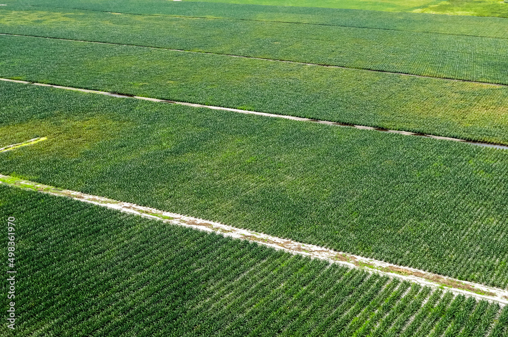 Pineapple plantation in Bayeux, Paraiba, Brazil on July 2, 2008. Brazilian agriculture. Aerial view.