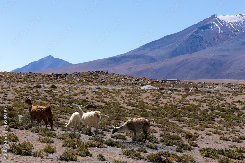 View of llama at Miscanti national park