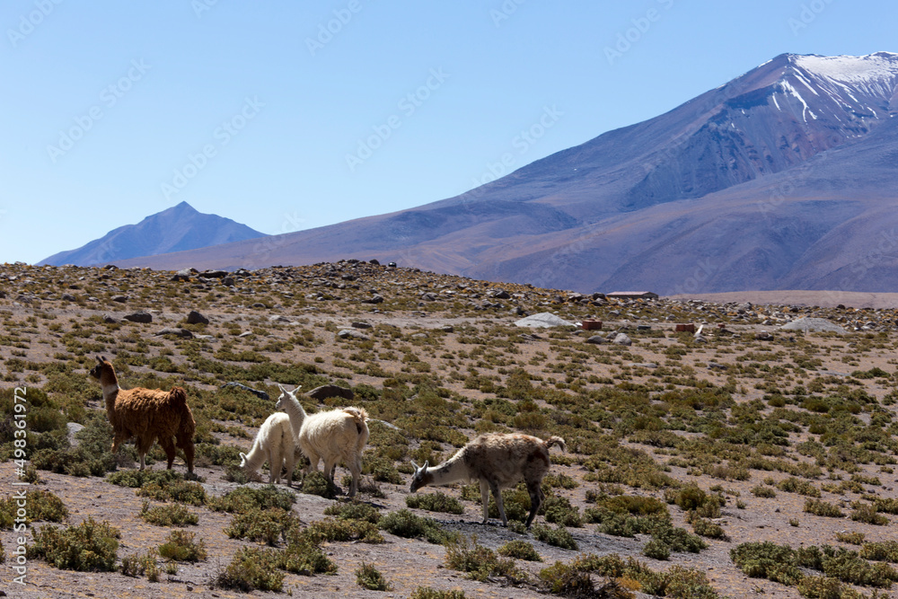 Obraz premium View of llama at Miscanti national park