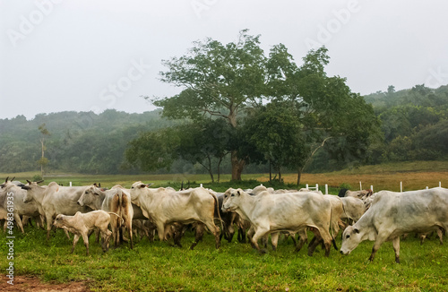 Livestock. Nelore cattle in Bananeiras  Para  ba  Brazil.