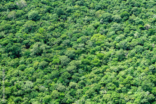 Brazilian rainforest. Aerial view forming a texture with the trees of the Atlantic Forest, João Pessoa, Paraíba, Brazil.