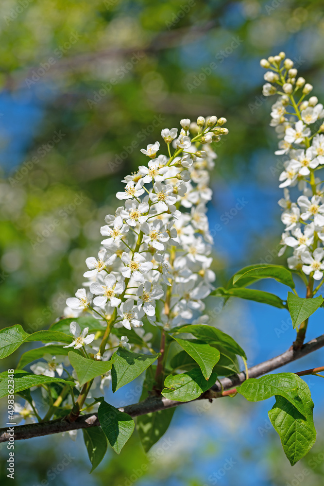 Blühende Traubenkirsche, Prunus padus, im Frühling