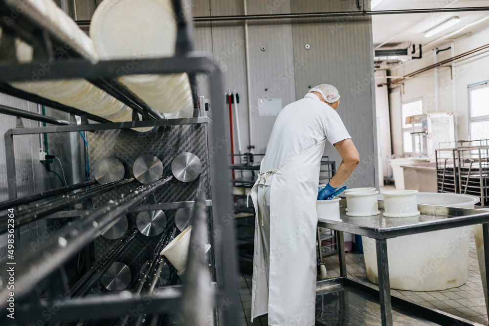 Fototapeta premium Manual worker in cheese and milk dairy production factory. Traditional European handmade healthy food manufacturing.