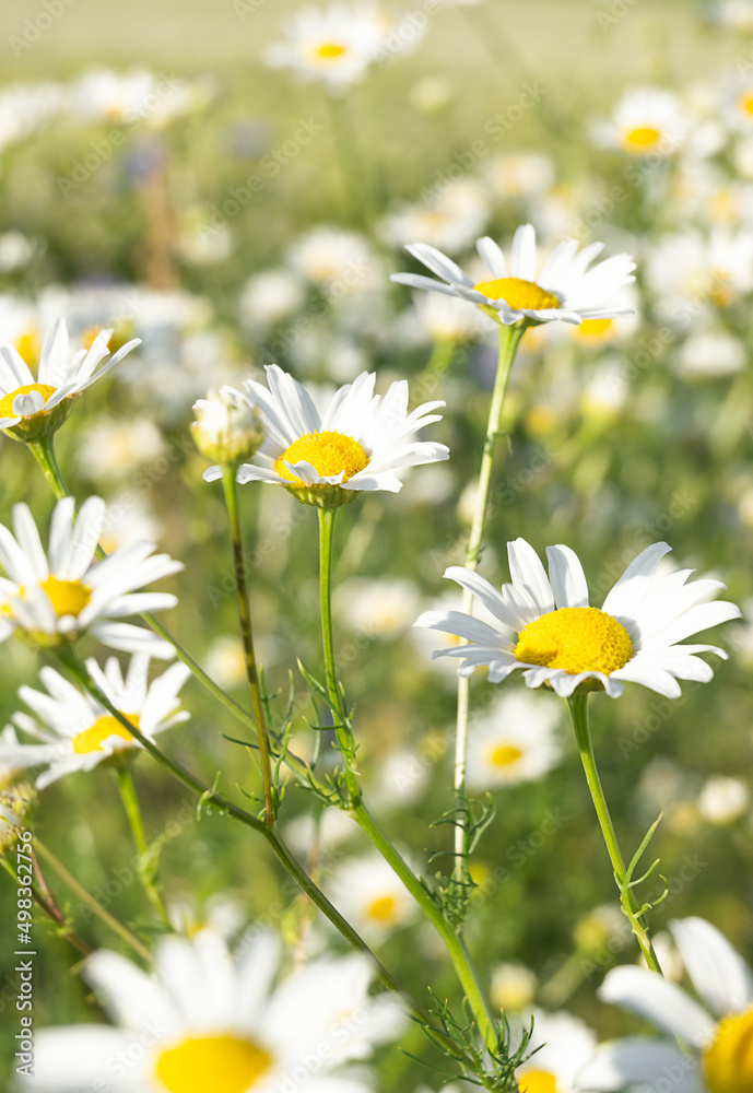 field with daisies. summer, meadow with flowers