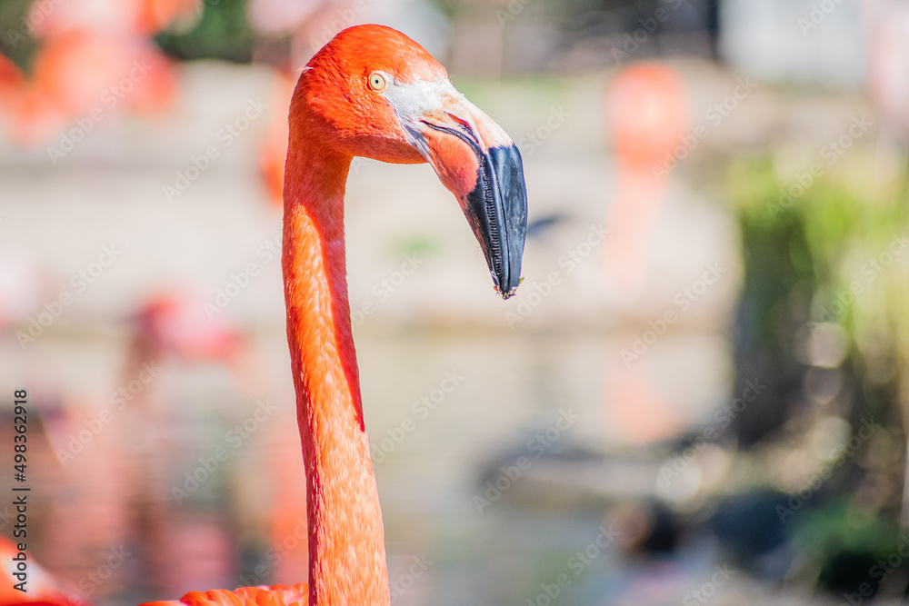 Pink Flamingoes
