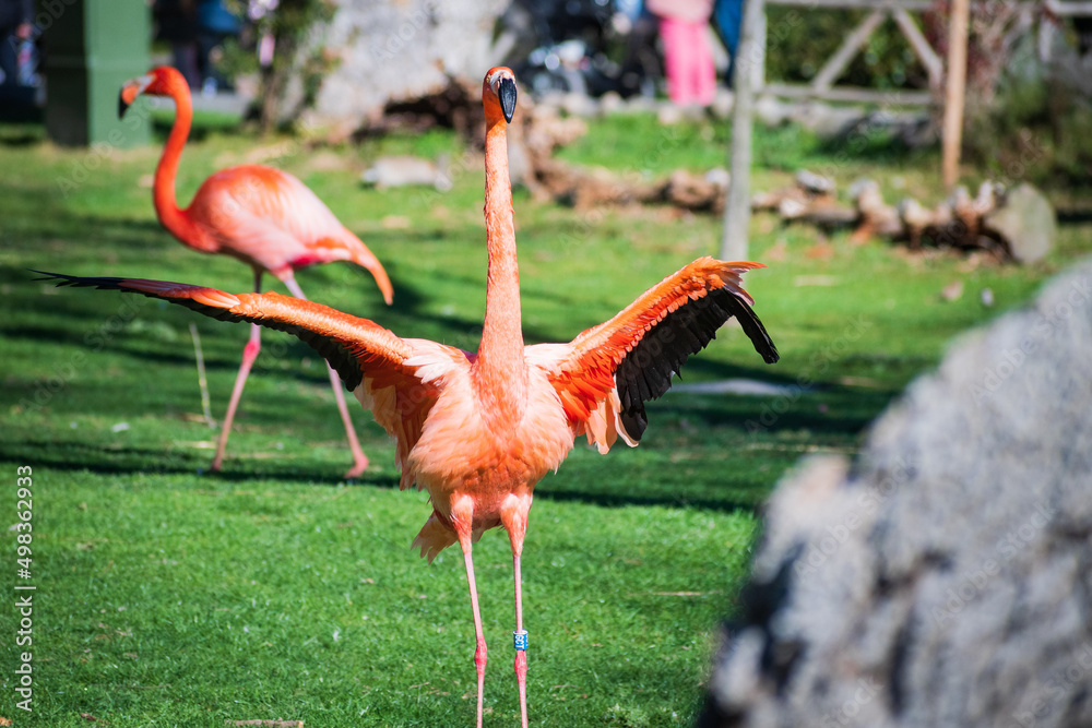 Pink Flamingoes