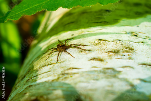 a spider under a tree leaf on birch bark hides from the sun. Dolomedes tenebrosus (Fishing Spider) photo