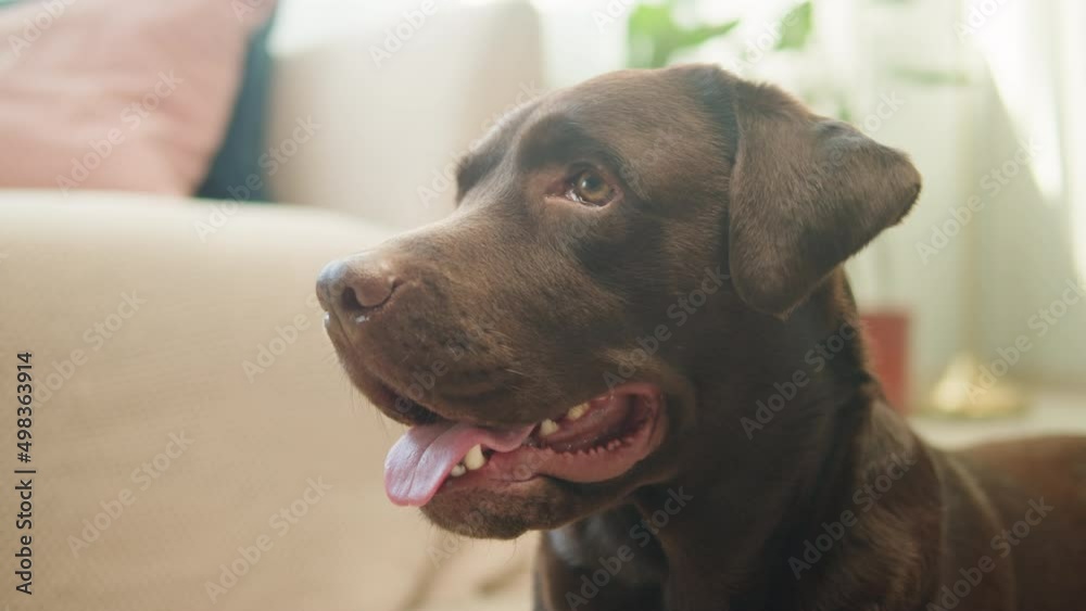 Labrador dog portrait. Brown retriever close-up, obedient puppy posing. Happy domestic animal concept, best friends, relaxing at home, breathing with tongue out. Labrador dog portrait. Brown retriever close-up, obedient puppy posing. Happy domestic animal concept, best friends, relaxing at home, breathing with tongue out.