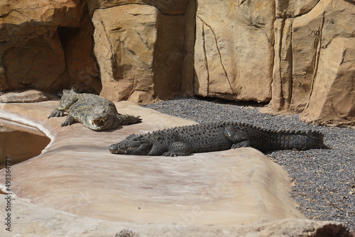 Crocodiles,  Jungle Park, Tenerufe, March 2022 photo