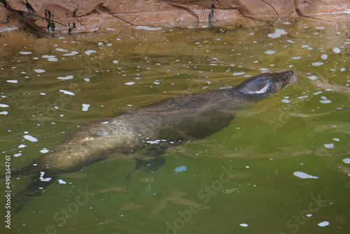Seal in Jungle Park, Tenerife