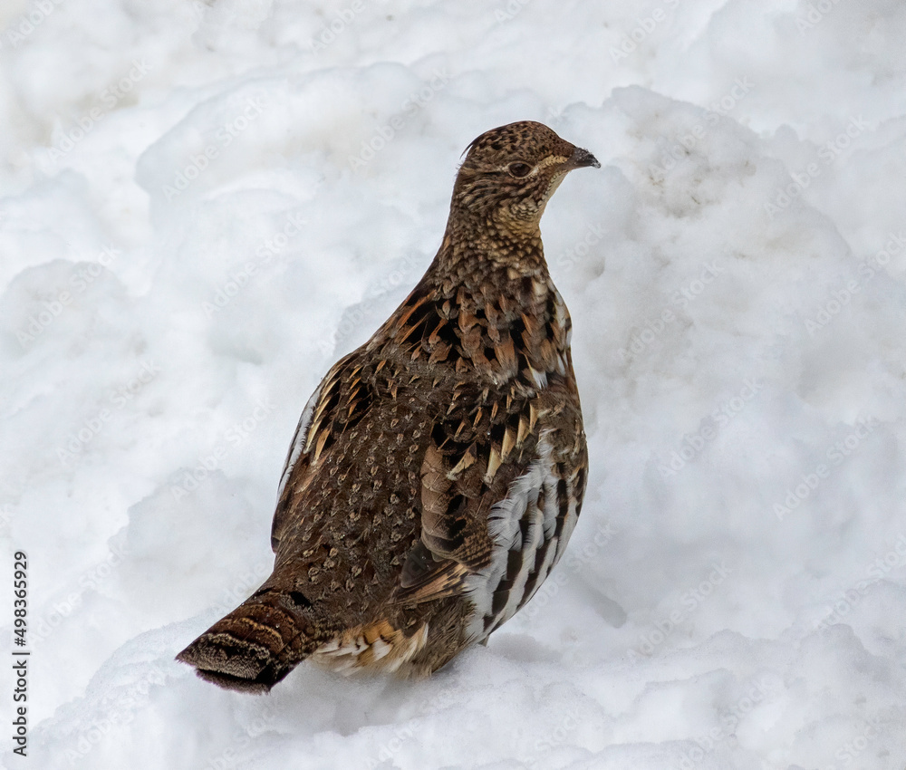 A ruffed grouse bird standing in the snow underneath a bird feeder at the visitors center of Algonquin Provincial Park in Ontario Canada. A ruffed grouse bird standing in the snow underneath a bird feeder at the visitors center of Algonquin Provincial Park in Ontario Canada.