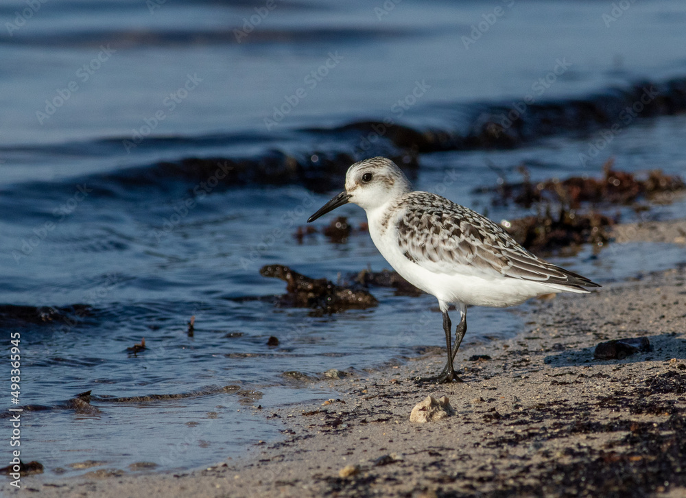 A sanderling standing at the edge of the water a low tide A sanderling standing at the edge of the water a low tide