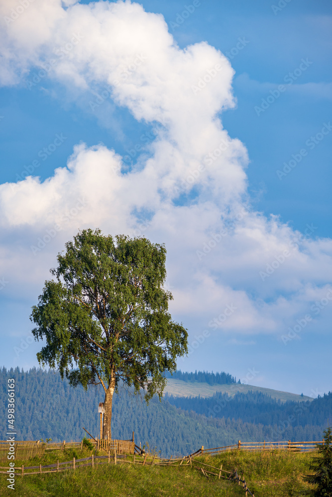 Obraz premium Picturesque summer Carpathian mountain countryside, Ukraine.