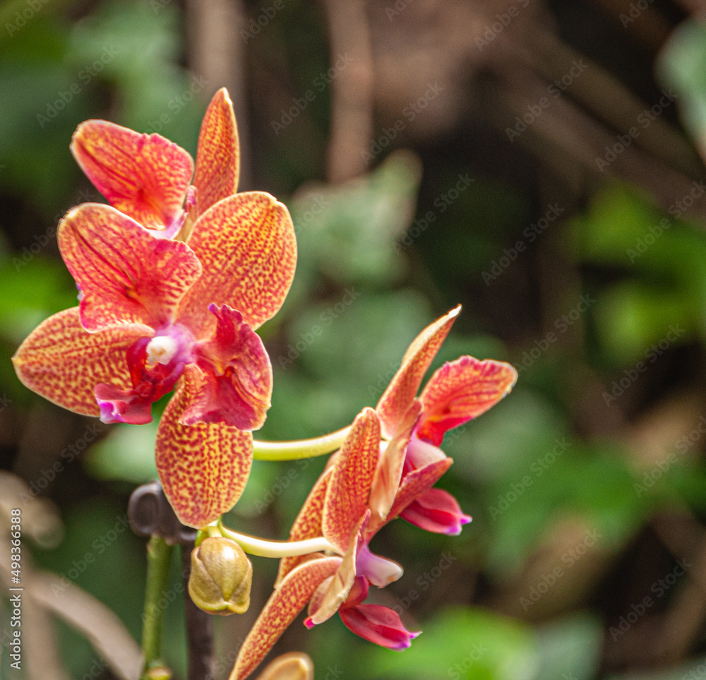 Flower Flower