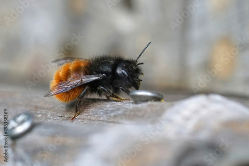 Closeup on a female European orchard mason bee, Osmia cornuta sitting on the bee-hotel