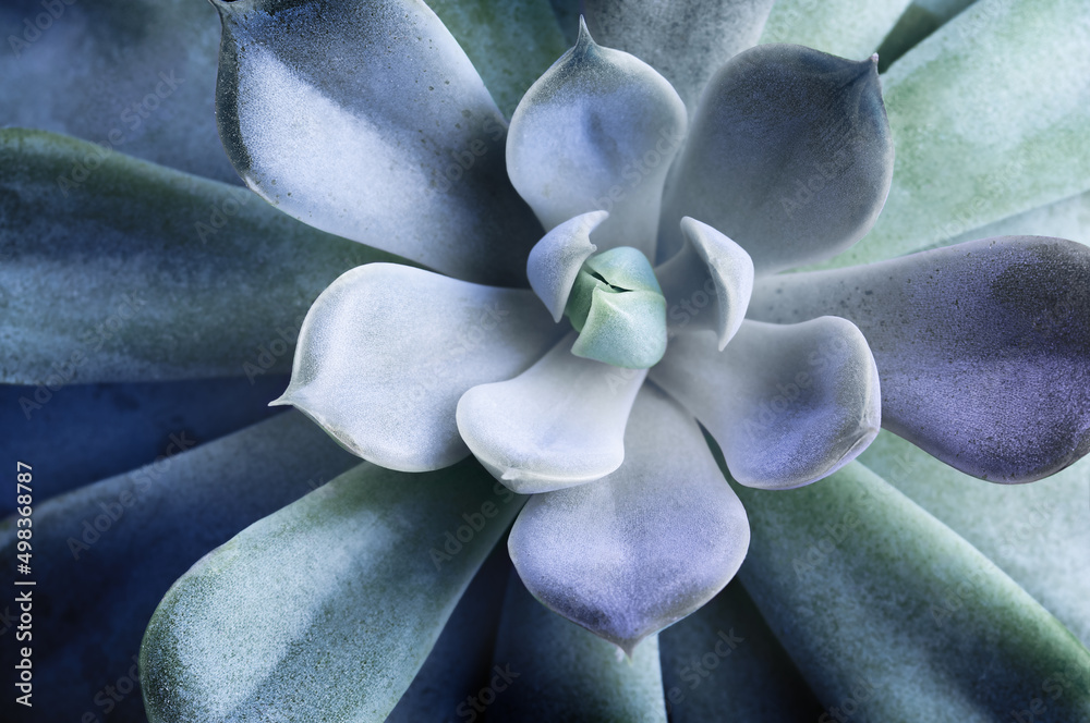 extremely close-up succulent, top view extremely close-up succulent, top view