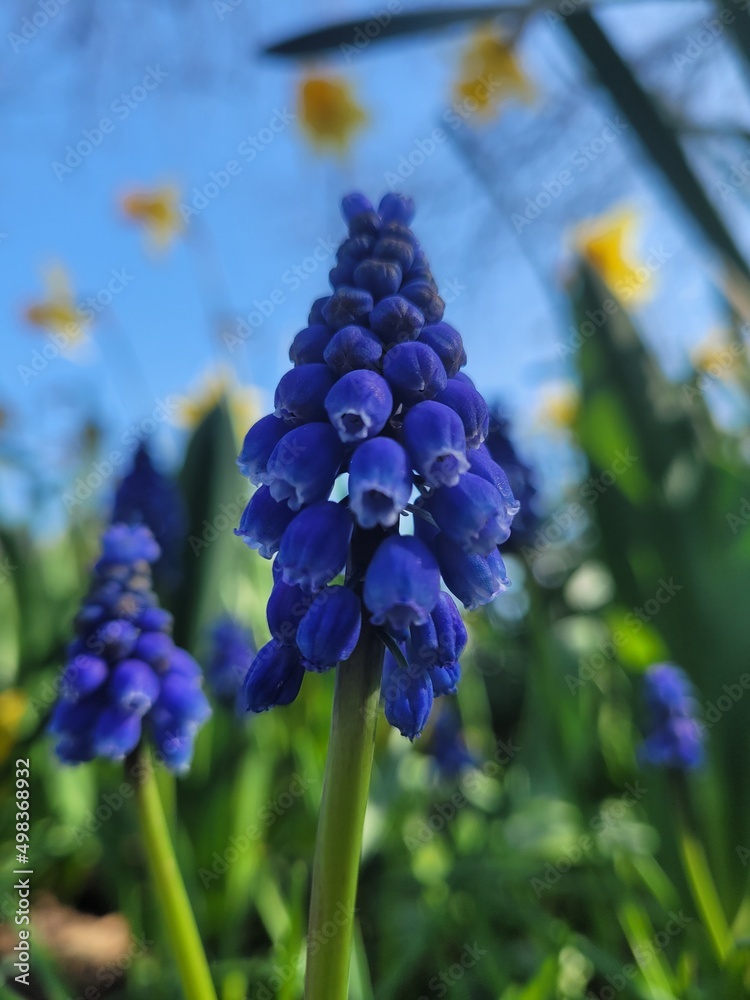 Blue grape hyacinth. Close up of a flower Blue grape hyacinth. Close up of a flower