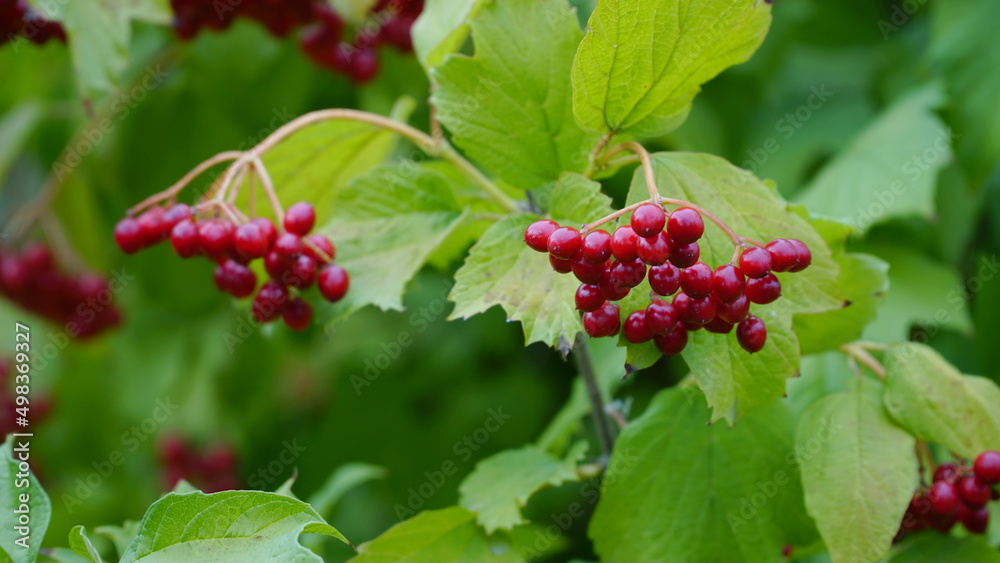 Red Viburnum berries in the tree. Viburnum opulus. Red Viburnum berries in the tree. Viburnum opulus.